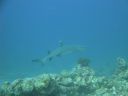 DSC00503.JPG