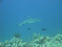 DSC00518.JPG