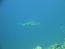 DSC00520.JPG