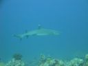 DSC00524.JPG
