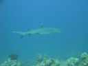 DSC00525.JPG