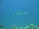 DSC00527.JPG
