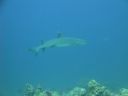 DSC00528.JPG