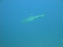 DSC00531.JPG