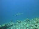 DSC00535.JPG