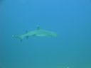 DSC00545.JPG