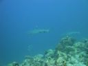 DSC00548.JPG