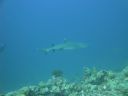 DSC00550.JPG