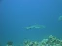 DSC00553.JPG