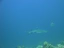 DSC00554.JPG