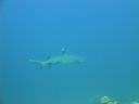 DSC00557.JPG