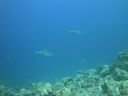 DSC00575.JPG