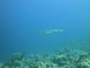 DSC00585.JPG