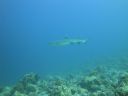 DSC00586.JPG
