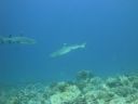 DSC00588.JPG