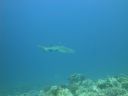 DSC00590.JPG