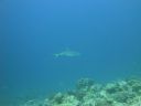DSC00594.JPG
