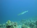 DSC00599.JPG