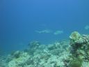 DSC00603.JPG