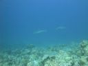 DSC00607.JPG