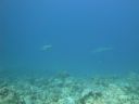 DSC00608.JPG