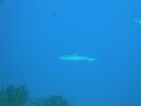 DSC00645.JPG
