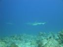 DSC00658.JPG