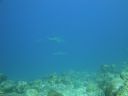 DSC00661.JPG