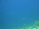 DSC00687.JPG