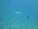 DSC00717.JPG