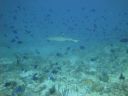DSC00718.JPG