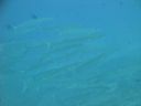 DSC00737.JPG