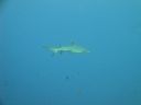DSC00746.JPG