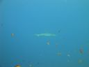 DSC00749.JPG
