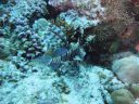 DSC00782.JPG