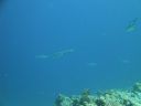 DSC00838.JPG