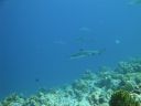 DSC00841.JPG