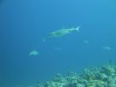 DSC00842.JPG
