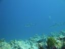 DSC00845.JPG