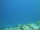 DSC00850.JPG