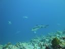DSC00864.JPG