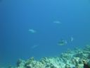 DSC00867.JPG