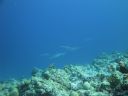 DSC00871.JPG