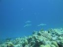 DSC00877.JPG