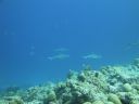 DSC00878.JPG
