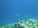 DSC00879.JPG