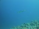 DSC00888.JPG