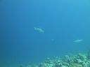 DSC00890.JPG
