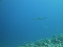DSC00897.JPG