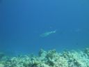 DSC00900.JPG